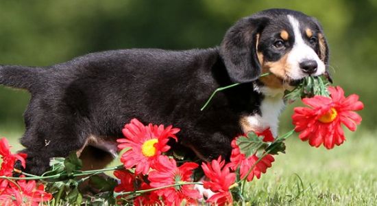 Puppy Flower