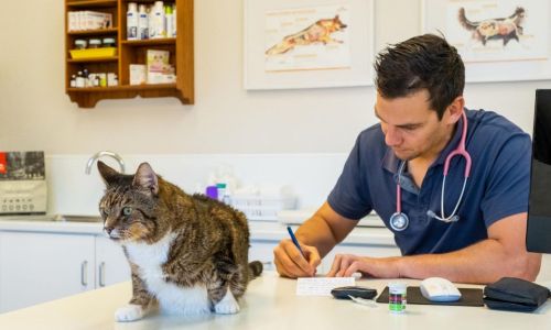 Clive Cottage Veterinary Clinic Hawke S Bay Vet Services